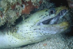 "Spotted Face Moray"
Close up wide angle shot of a spott... by Brian Welman 